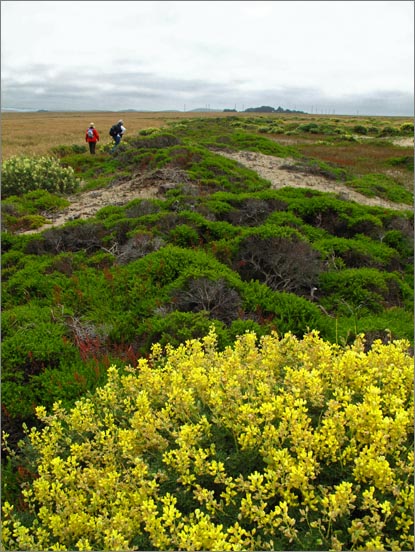 sm Pt. Reyes.RCA (08).jpg - For the energetic, there is still a half  mile of dunes separating the meadows from the Pacific.